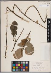 Foto von Salix caprea L.